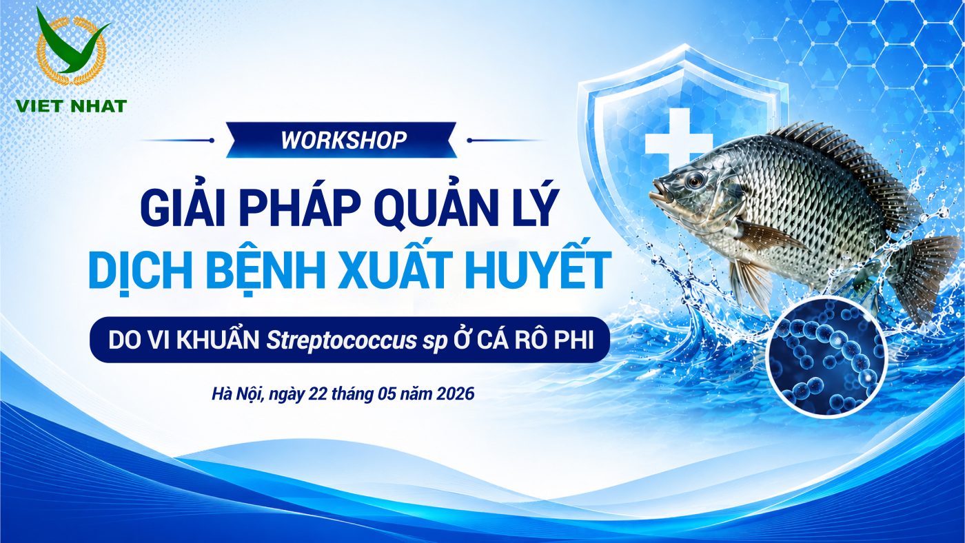 BỆNH XUẤT HUYẾT DO VI KHUẨN STREPTOCOCCUS SP Ở CÁ RÔ PHI Dấu hiệu nhận biết, giải pháp phòng ngừa và quản lý hiệu quả trong mùa nắng nóng