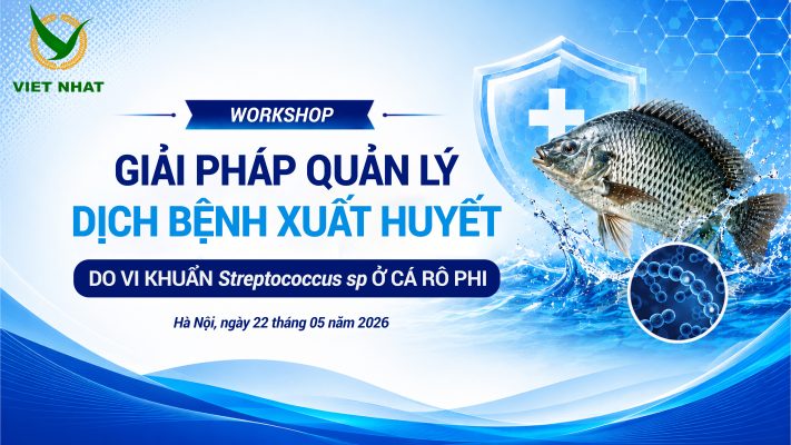 BỆNH XUẤT HUYẾT DO VI KHUẨN STREPTOCOCCUS SP Ở CÁ RÔ PHI Dấu hiệu nhận biết, giải pháp phòng ngừa và quản lý hiệu quả trong mùa nắng nóng