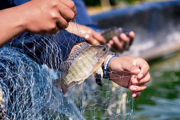 KỸ THUẬT NUÔI CÁ RÔ PHI HIỆU QUẢ Giải pháp nâng cao năng suất, giảm rủi ro và tối ưu hiệu quả kinh tế