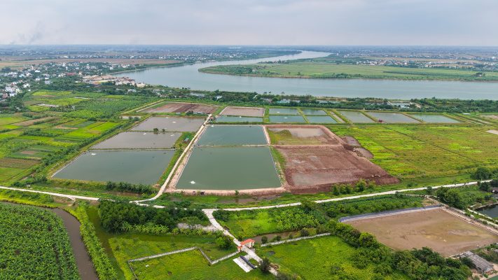 Xây dựng hệ sinh thái liên kết, nâng tầm ngành cá rô phi Việt Nam