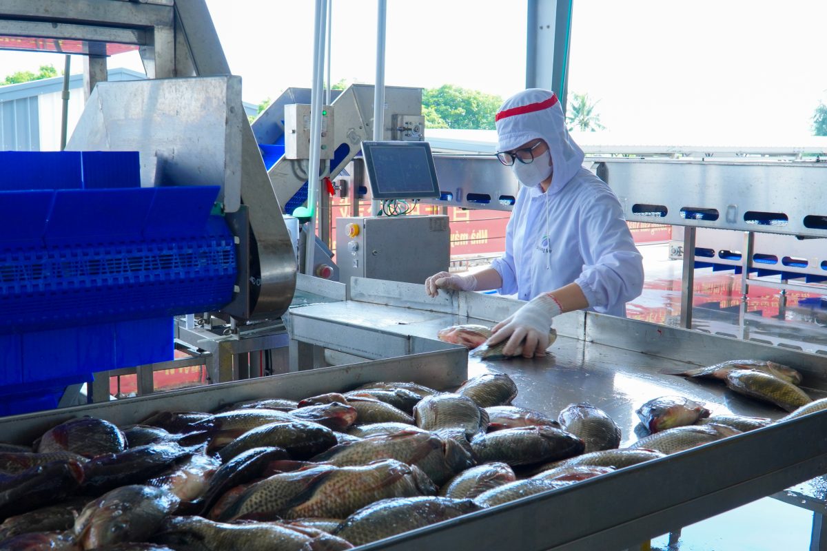 TRUYỀN HÌNH HƯNG YÊN ĐƯA TIN VỀ CHUỖI LIÊN KẾT CÁ RÔ PHI XUẤT KHẨU CỦA VIET NHAT GROUP - BAIYANG VN