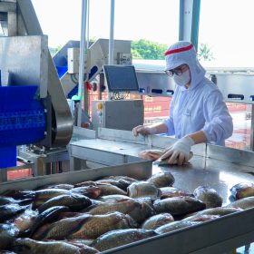 TRUYỀN HÌNH HƯNG YÊN ĐƯA TIN VỀ CHUỖI LIÊN KẾT CÁ RÔ PHI XUẤT KHẨU CỦA VIET NHAT GROUP - BAIYANG VN