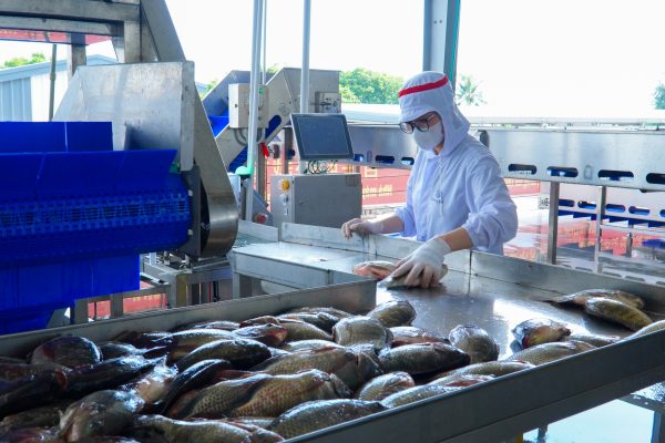 TRUYỀN HÌNH HƯNG YÊN ĐƯA TIN VỀ CHUỖI LIÊN KẾT CÁ RÔ PHI XUẤT KHẨU CỦA VIET NHAT GROUP - BAIYANG VN