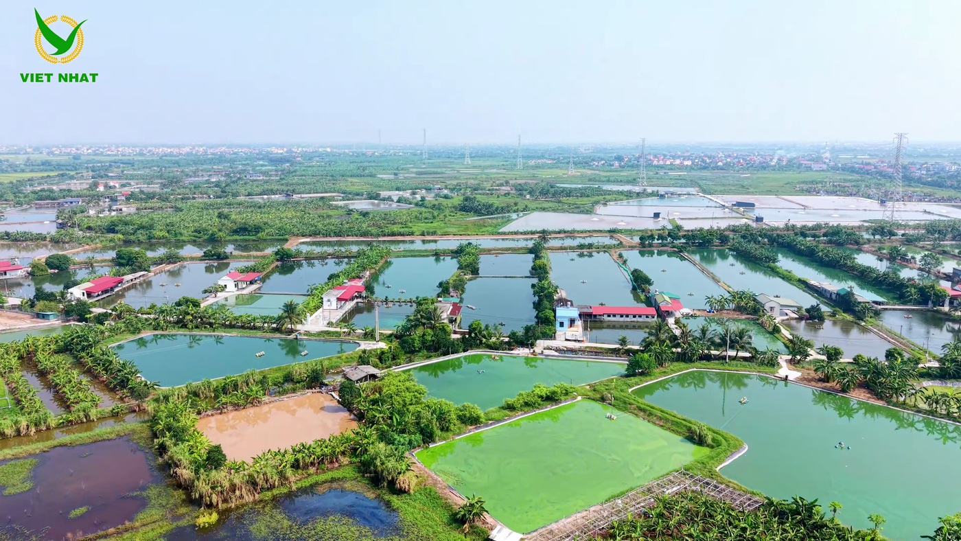 Vùng nuôi cá nước ngọt tại Tứ Kỳ - Hải Dương (cũ)