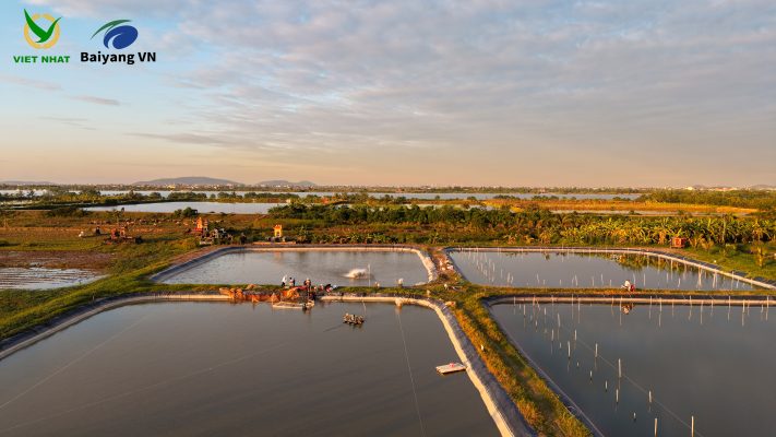 Nắm vững 3 bước chuẩn bị ao nuôi cá rô phi chuẩn kỹ thuật cùng chuyên gia Việt Nhật - BaiYang: Bơm cạn & Diệt cá tạp Xử lý vôi đáy & Gia cố bờ ao Cấp nước & Kiểm tra môi trường (pH 7.5 - 8)