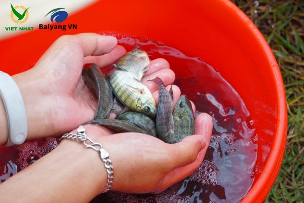 BÍ QUYẾT CHỌN CÁ RÔ PHI GIỐNG